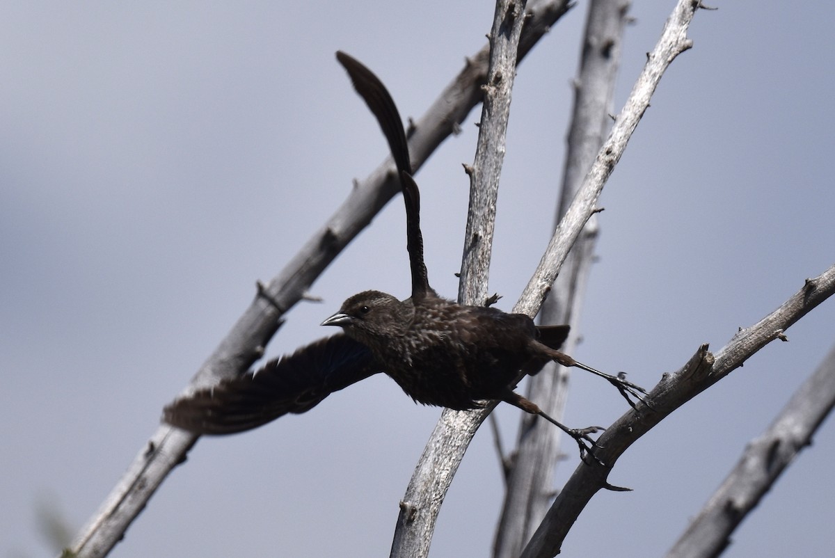 Tricolored Blackbird - ML618022320