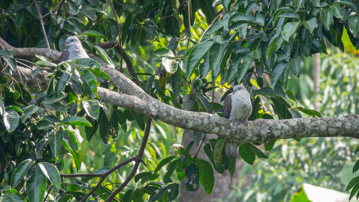 Mountain Imperial-Pigeon - ML618022321