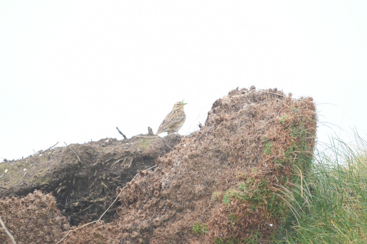 Meadow Pipit - ML618022322