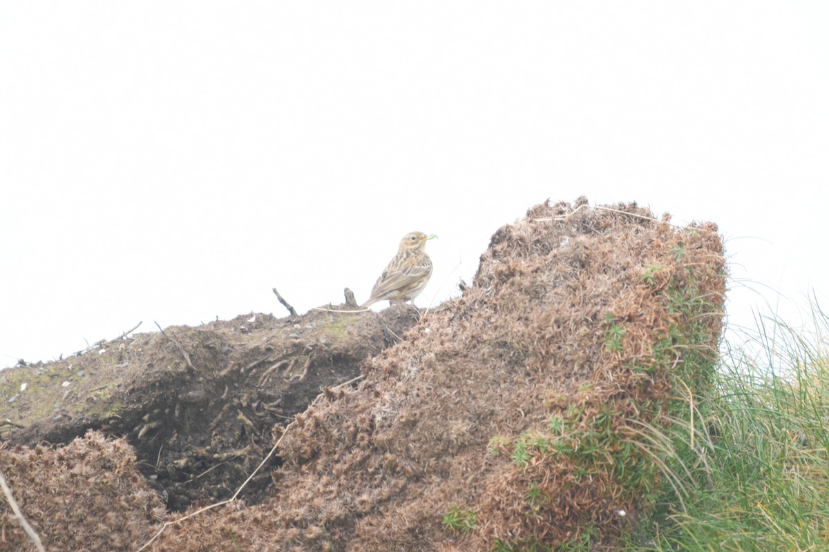 Meadow Pipit - ML618022323