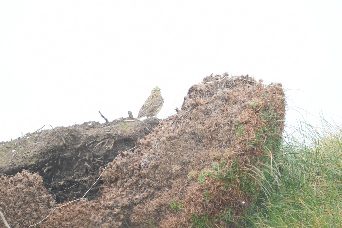 Meadow Pipit - Tony Stoffolano