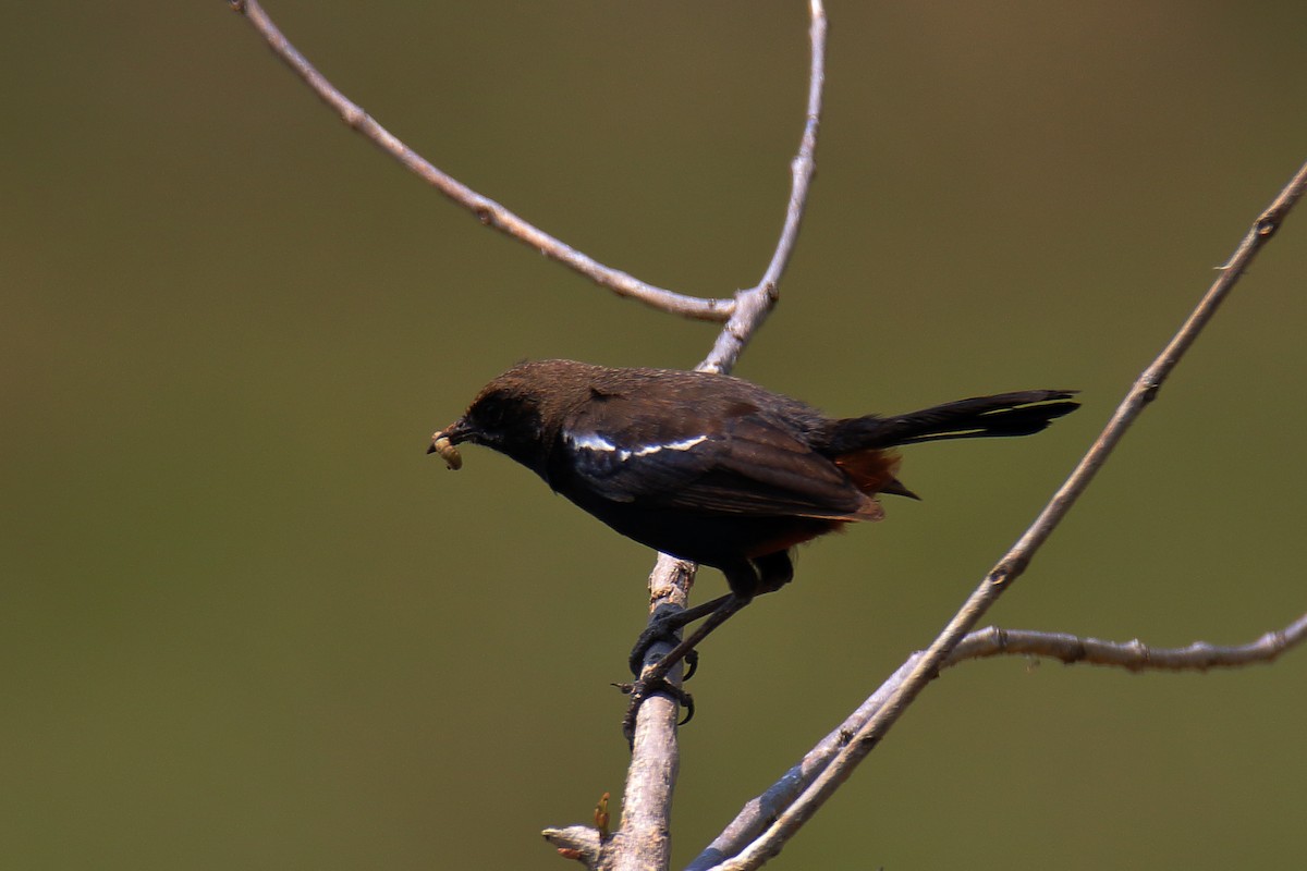 Indian Robin - Anshuman Sarkar