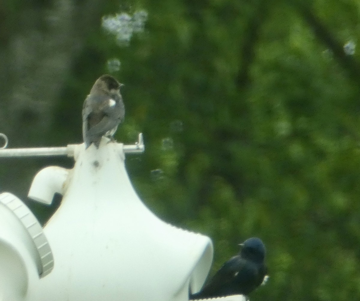 Purple Martin - Judy Schneider