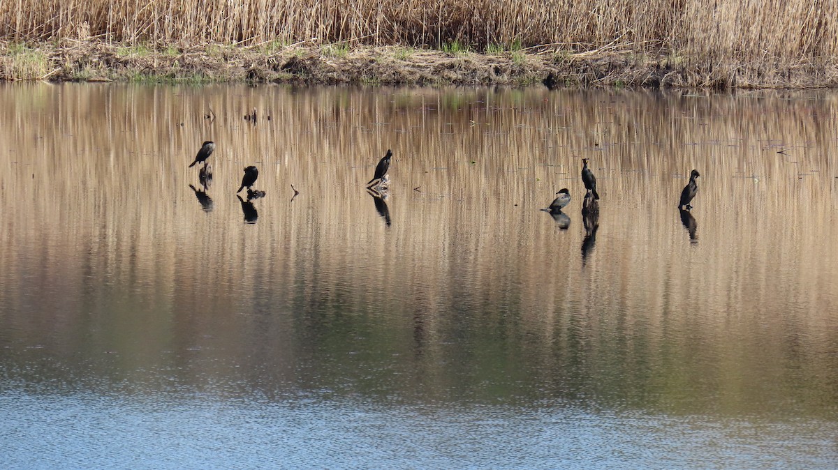 Double-crested Cormorant - ML618022429