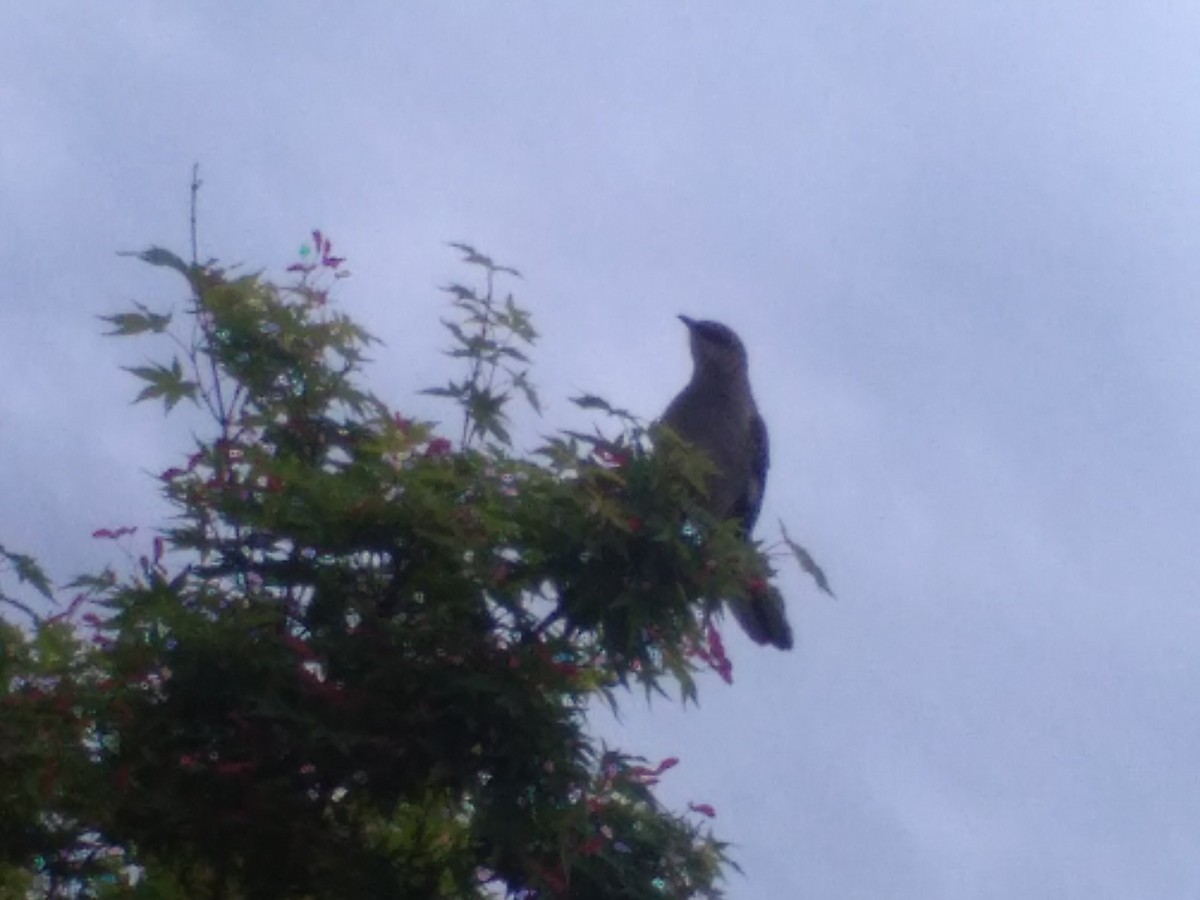 Northern Mockingbird - ML618022430