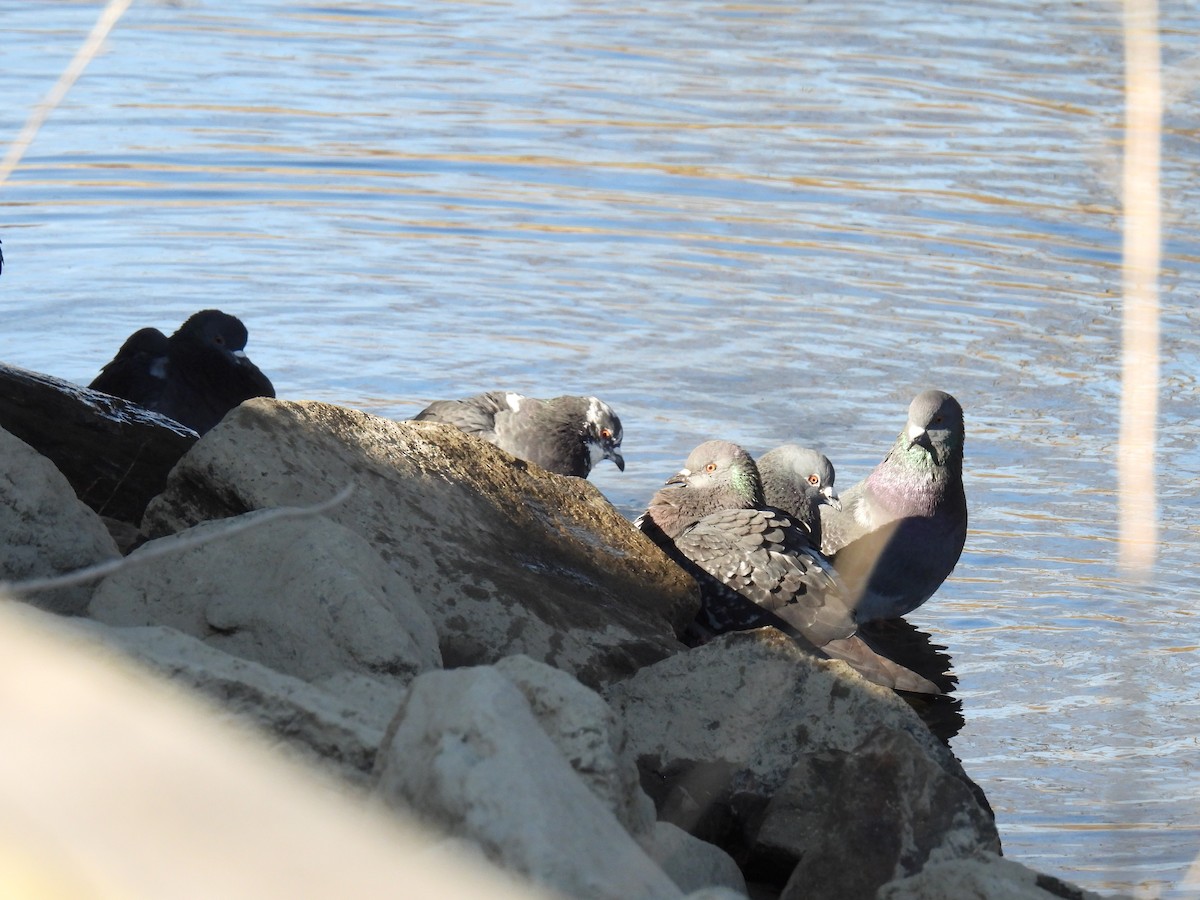 Rock Pigeon (Feral Pigeon) - ML618022447