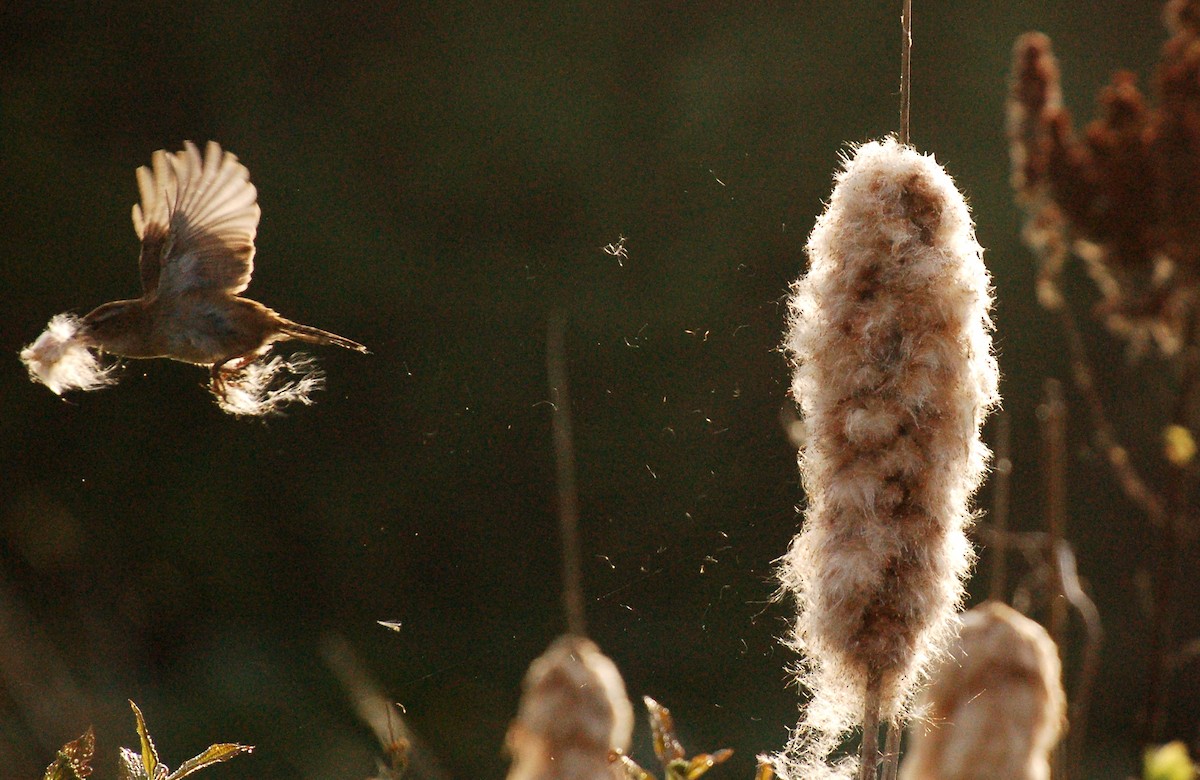 Marsh Wren - ML618022455