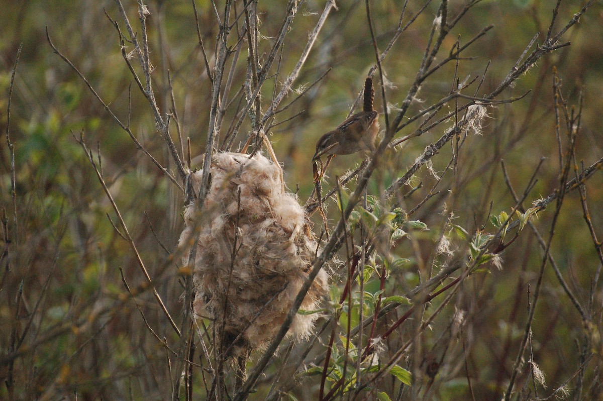 Marsh Wren - ML618022456