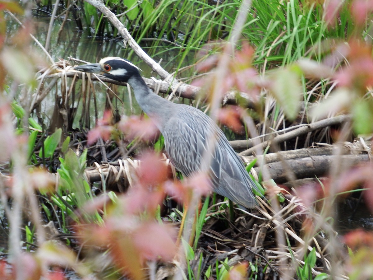 Yellow-crowned Night Heron - ML618022466