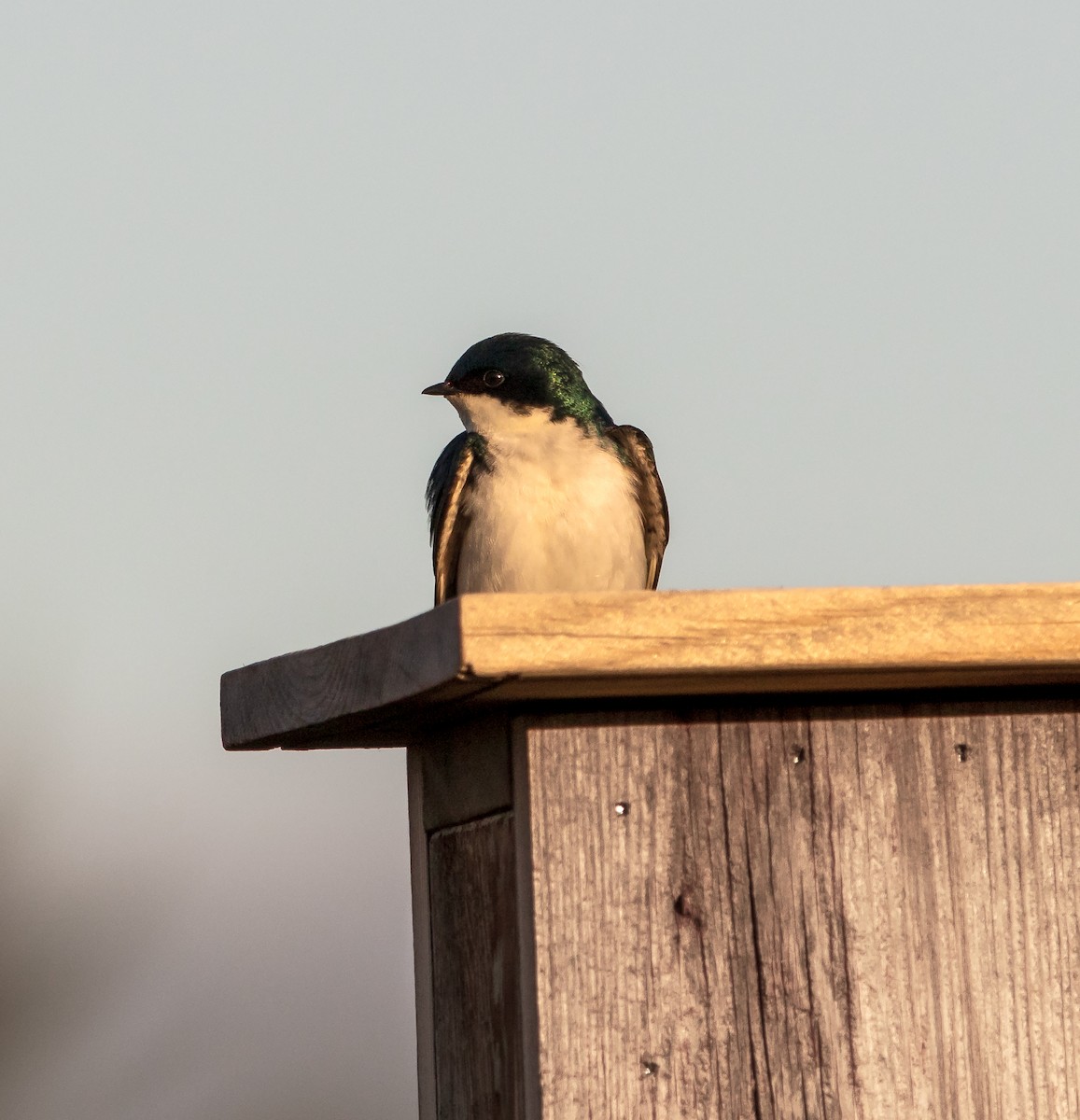 Golondrina Bicolor - ML618022480