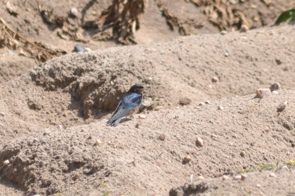 Barn Swallow - Paulo  Roncon