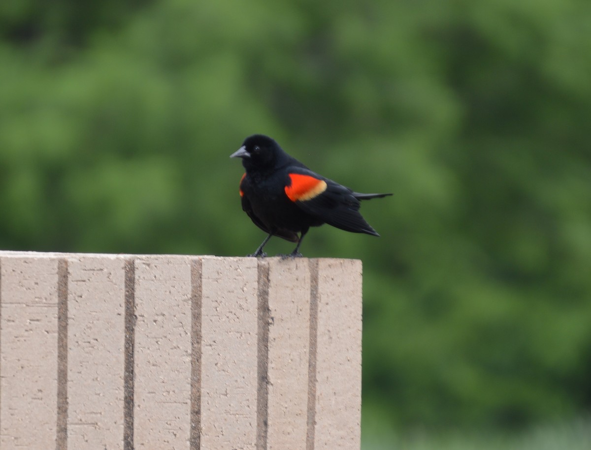 Red-winged Blackbird - ML618022511