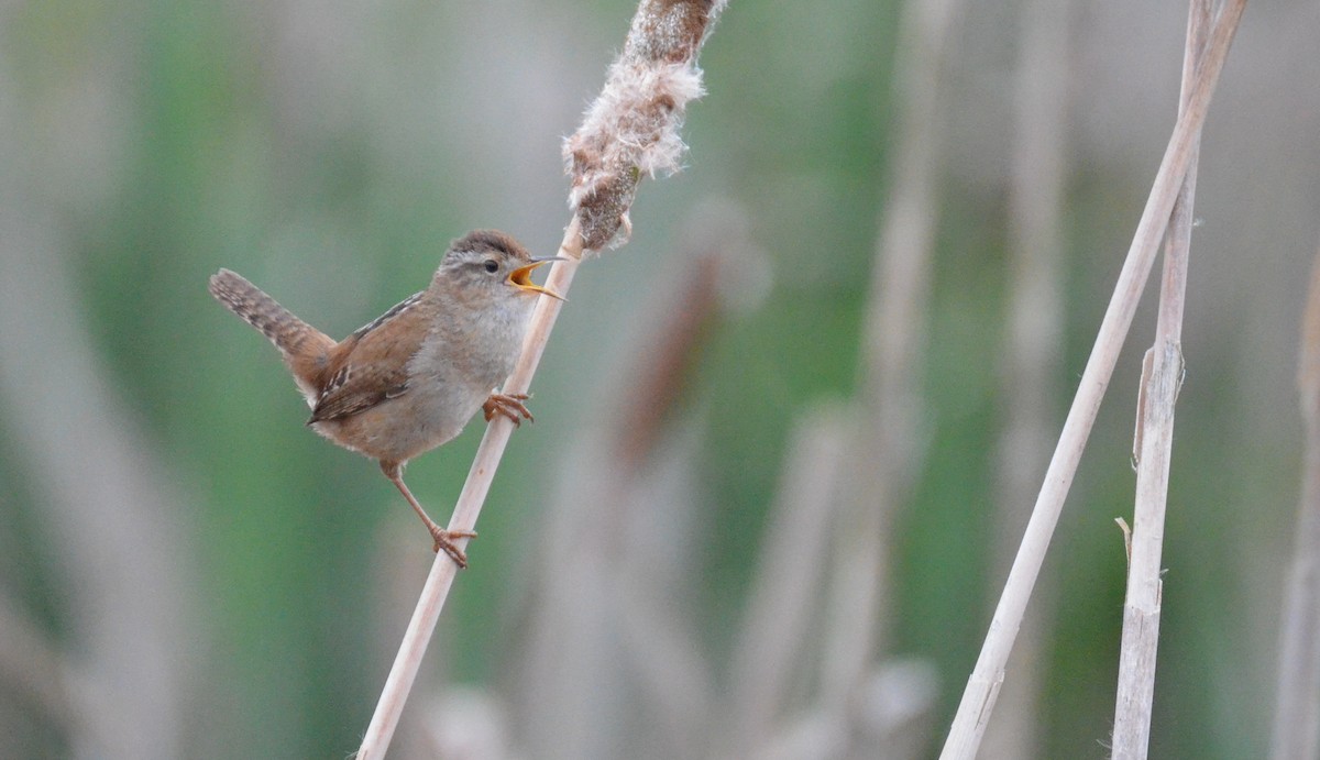 Marsh Wren - ML618022562