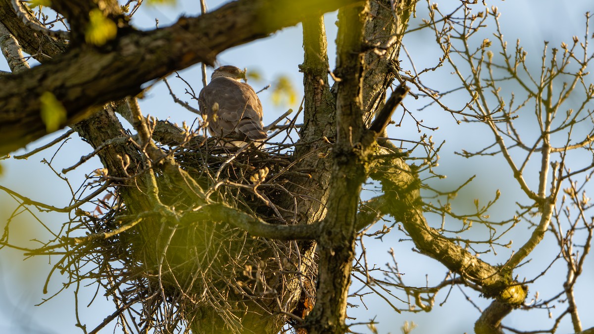 Cooper's Hawk - ML618022630