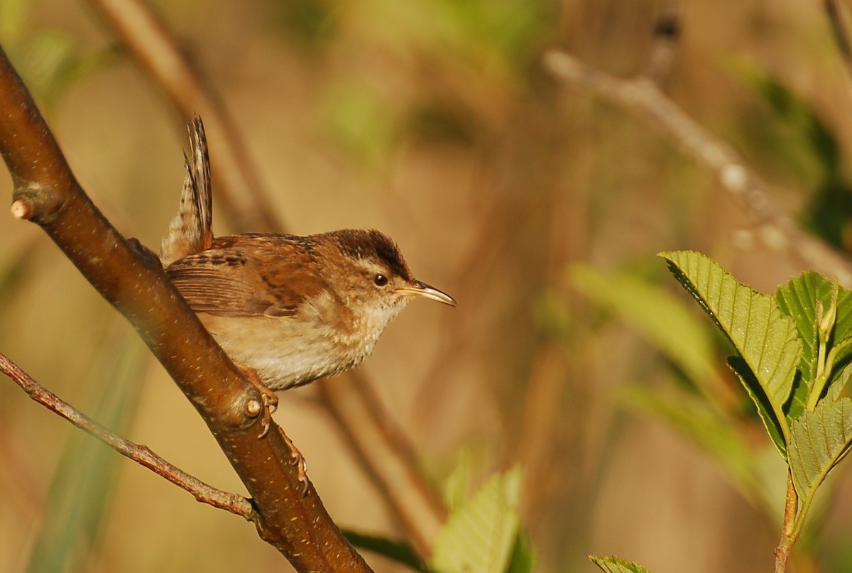 Marsh Wren - ML618022632