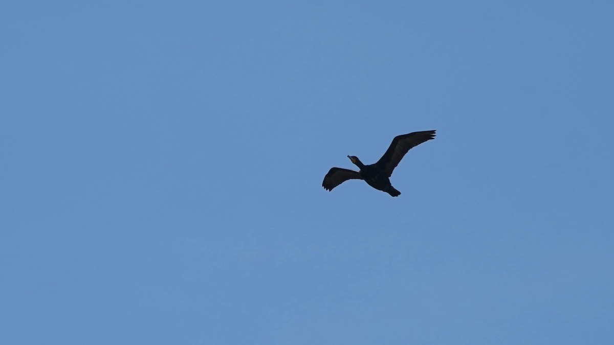 Double-crested Cormorant - ML618022634