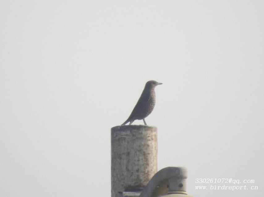 Blue Rock-Thrush - ML618022656