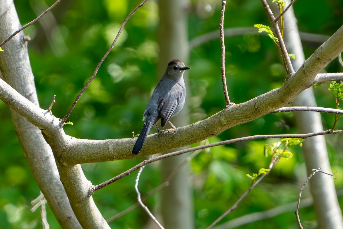 Gray Catbird - ML618022657