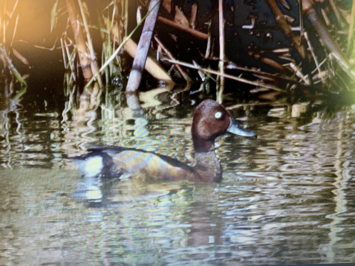 Ferruginous Duck - Mahmoud Elshamy