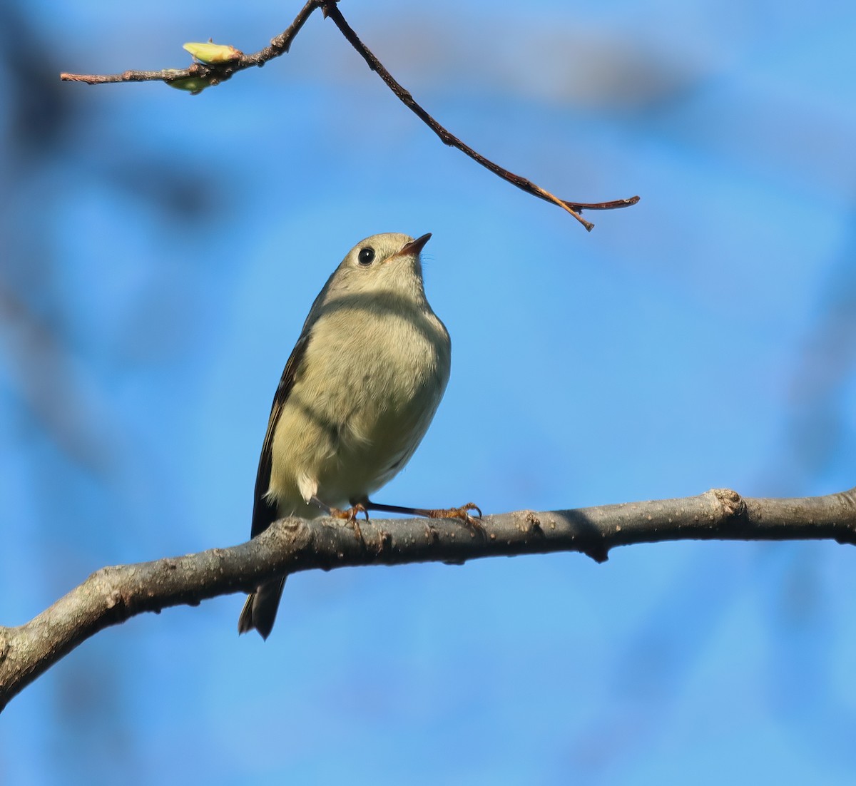 Ruby-crowned Kinglet - ML618022664