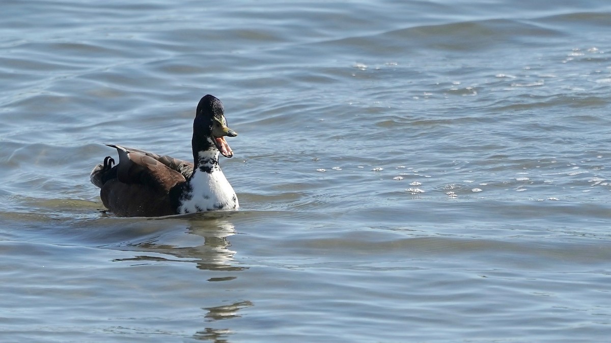 Mallard (Domestic type) - ML618022674