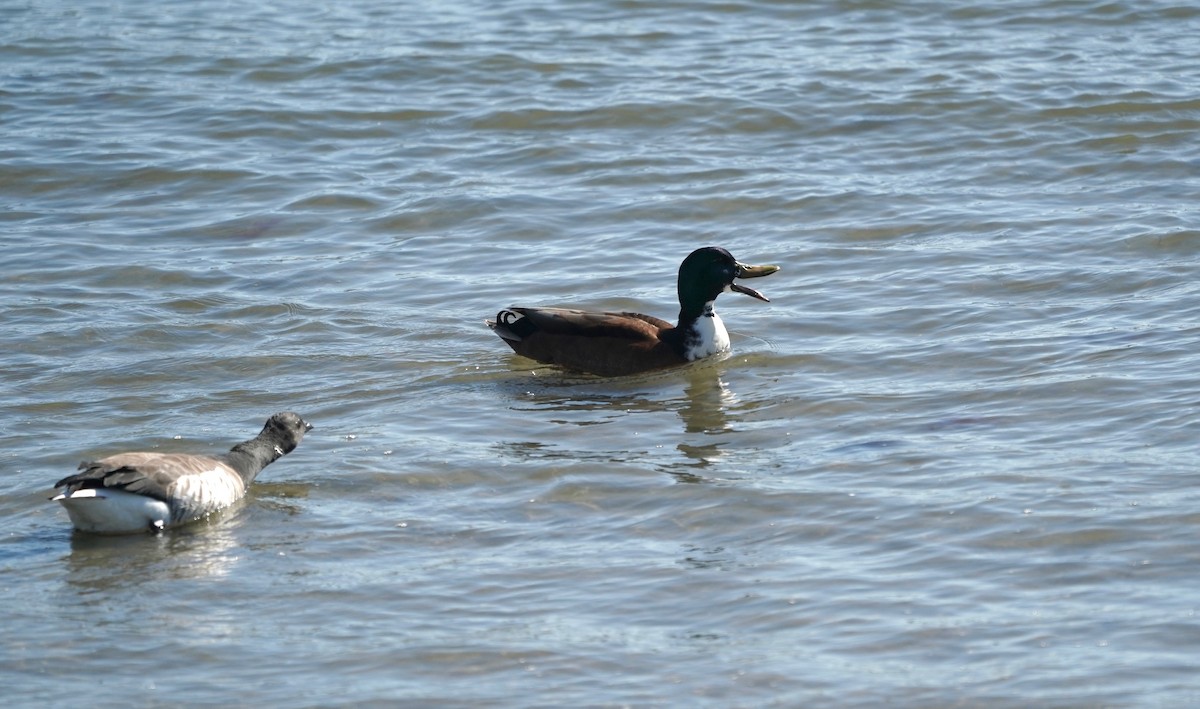 Mallard (Domestic type) - ML618022679