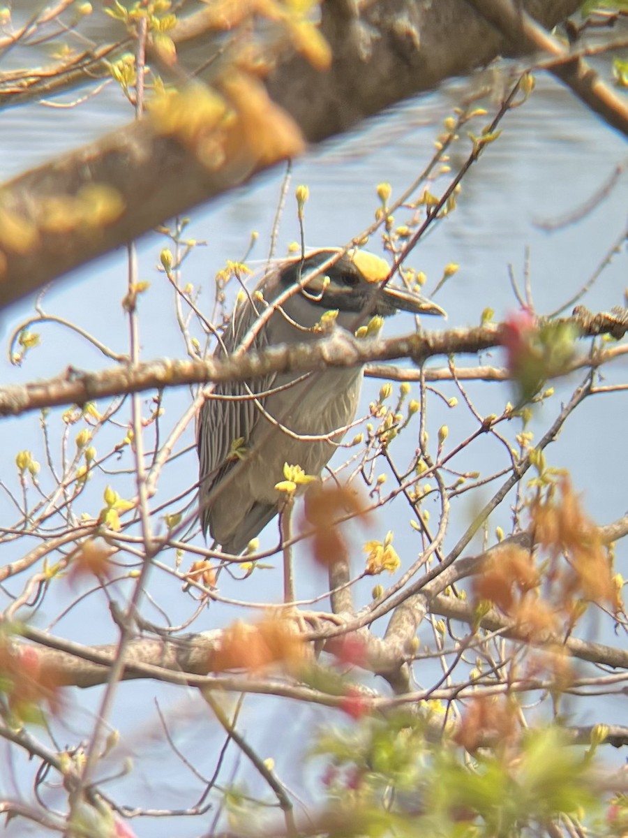 Yellow-crowned Night Heron - ML618022683