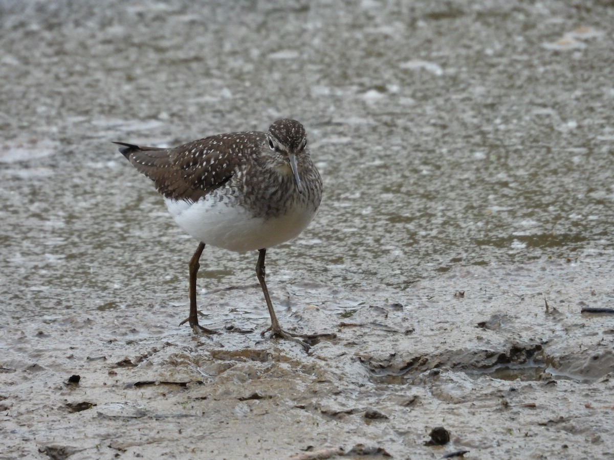 Solitary Sandpiper - ML618022692