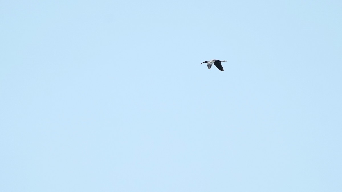 ibis hnědý - ML618022694