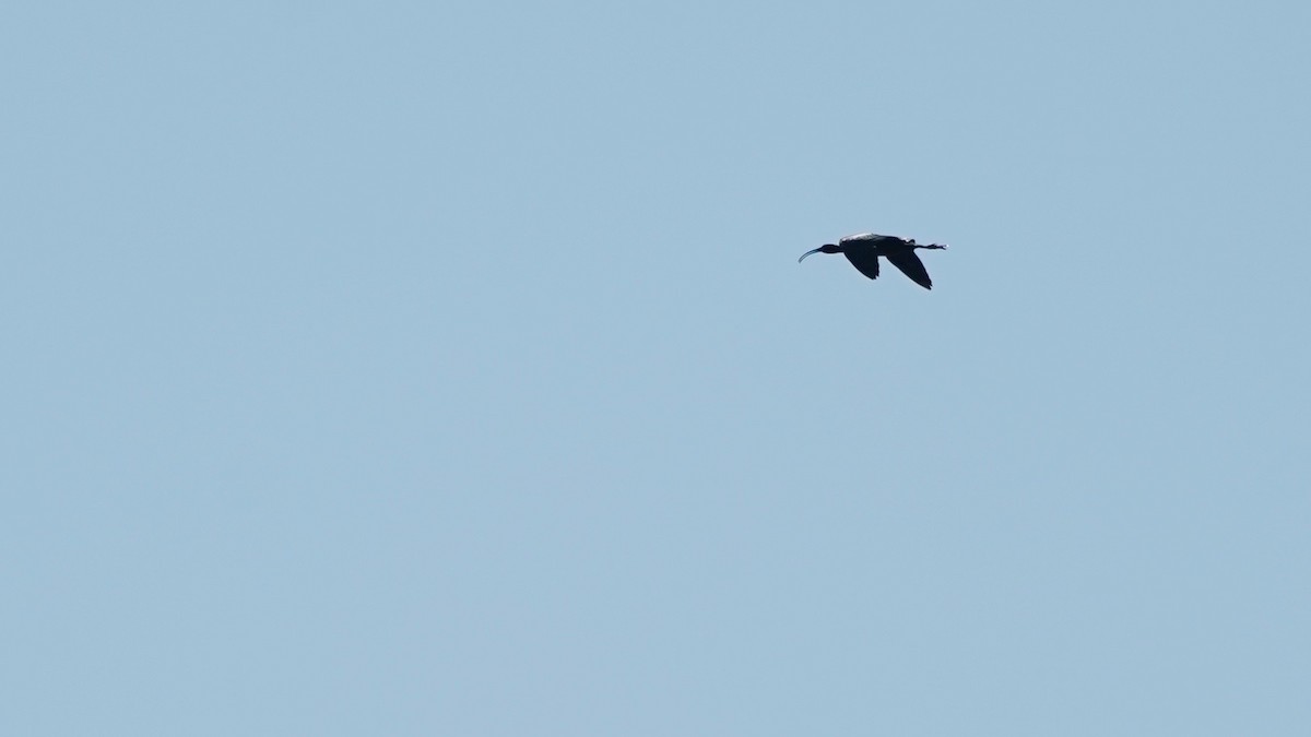 Glossy Ibis - ML618022697