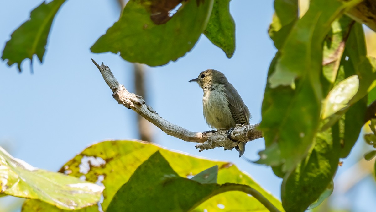 Plain Flowerpecker - ML618022727