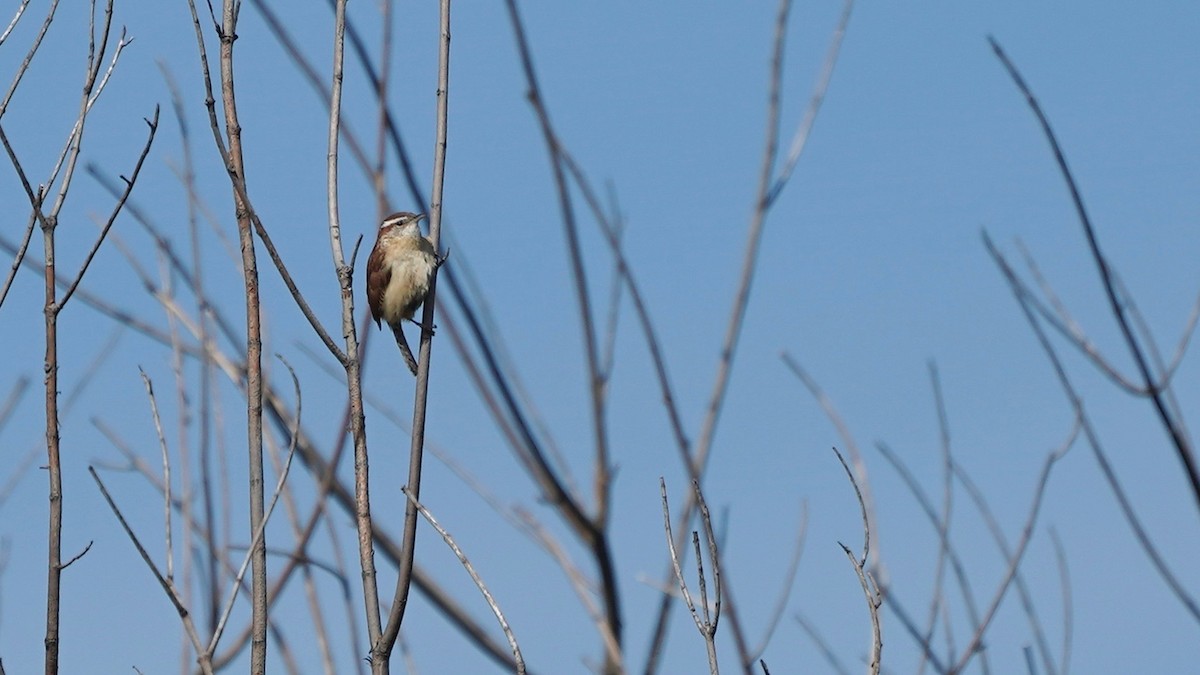 Carolina Wren - ML618022737