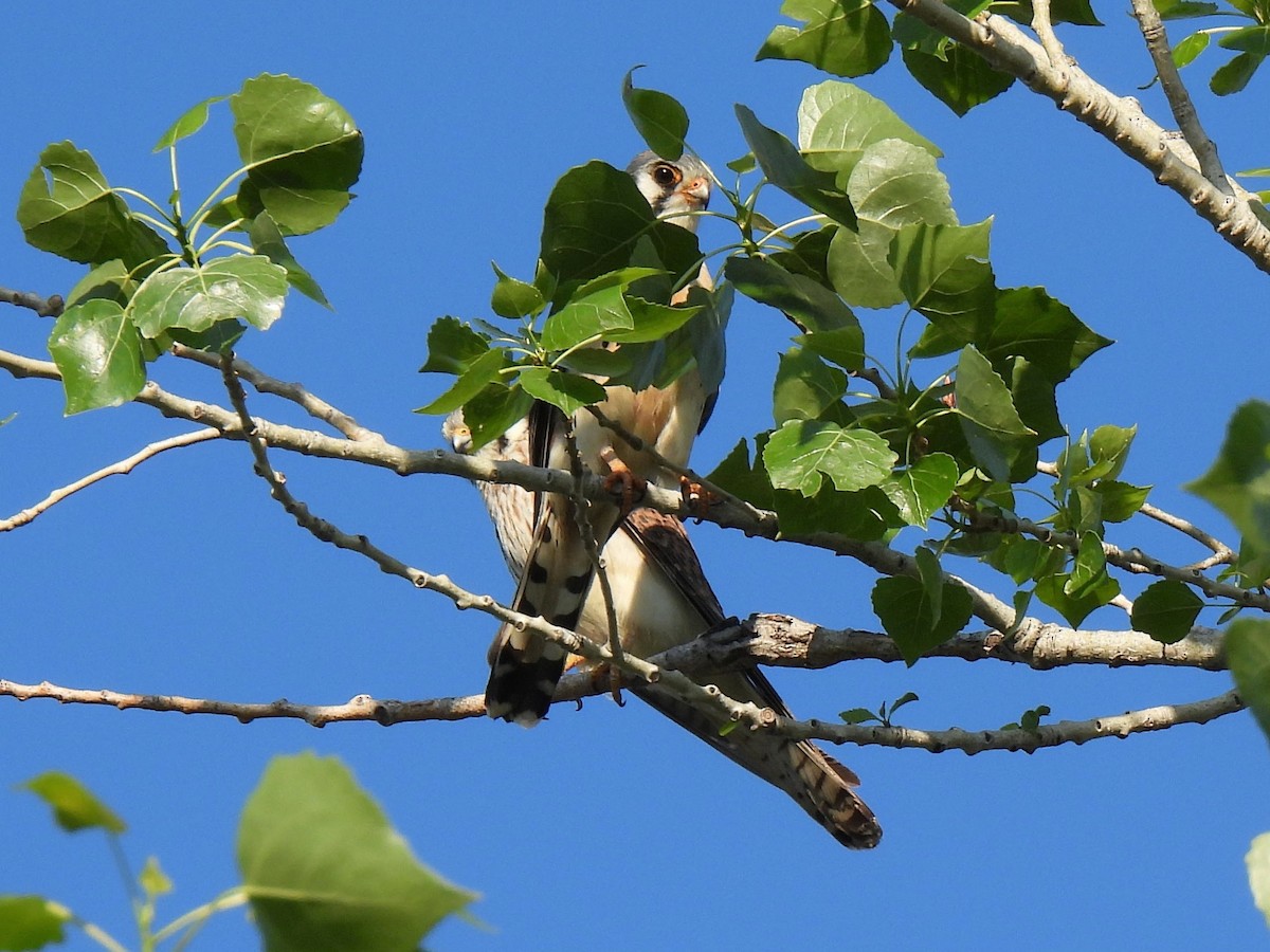 American Kestrel - ML618022741