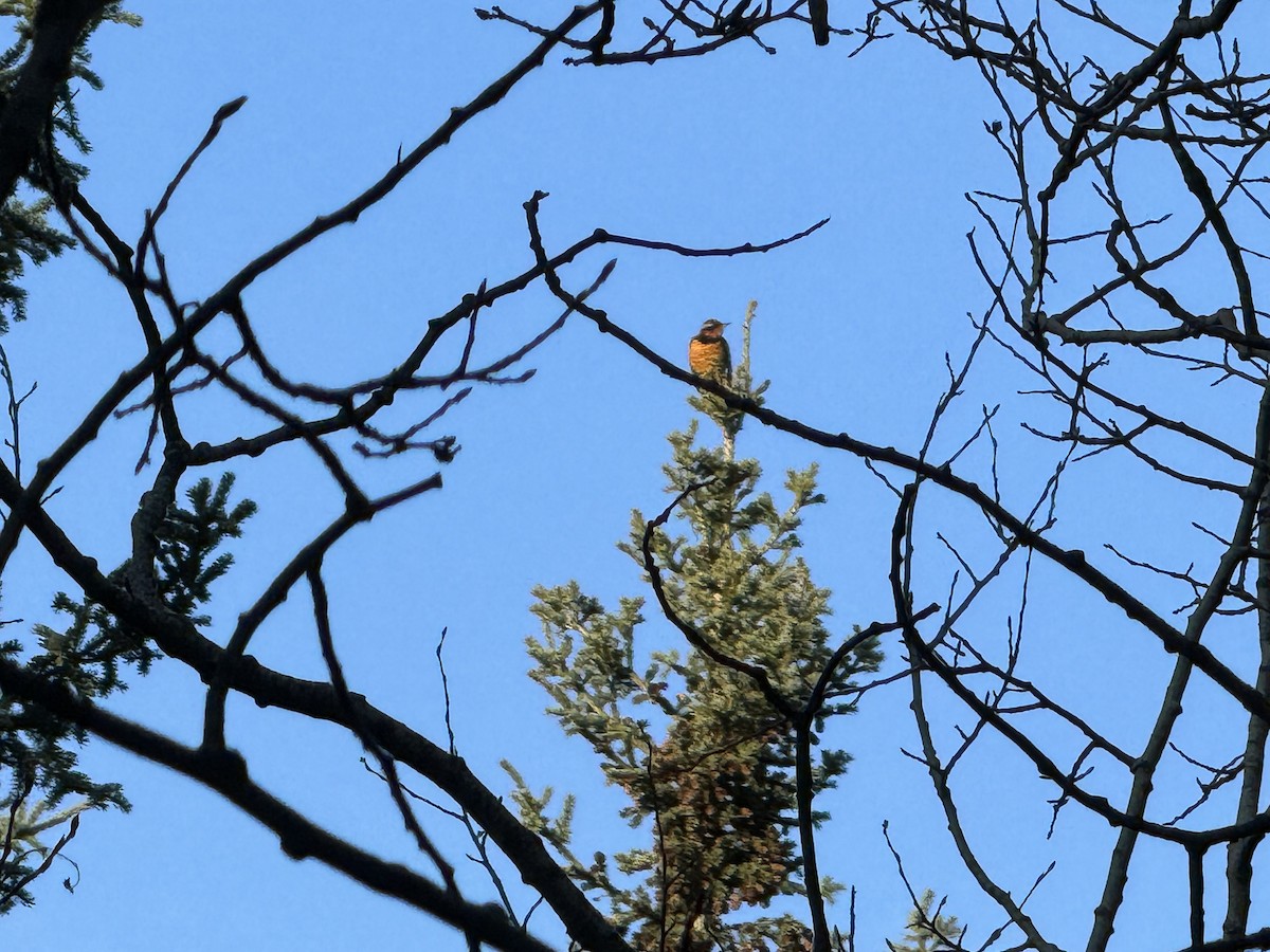 Varied Thrush - ML618022760