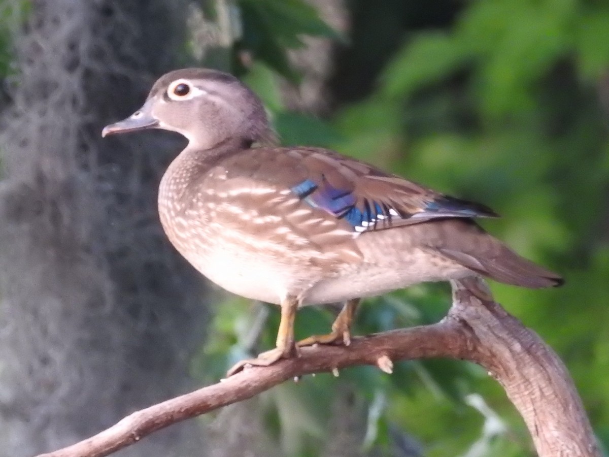 Wood Duck - ML618022768