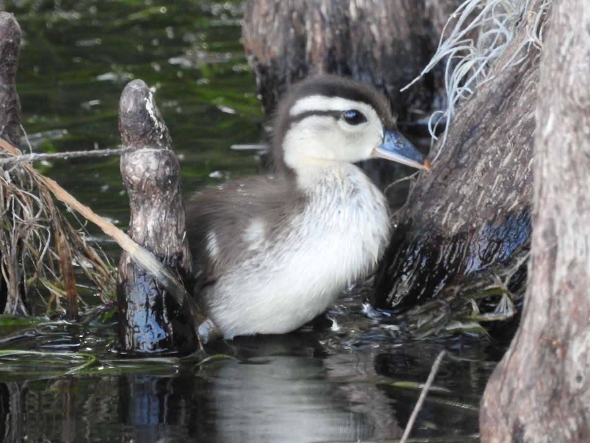 Wood Duck - ML618022769