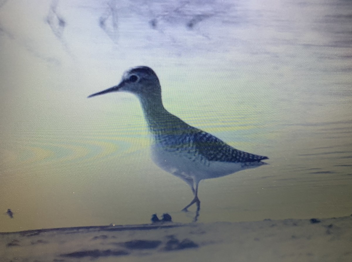 Wood Sandpiper - ML618022785