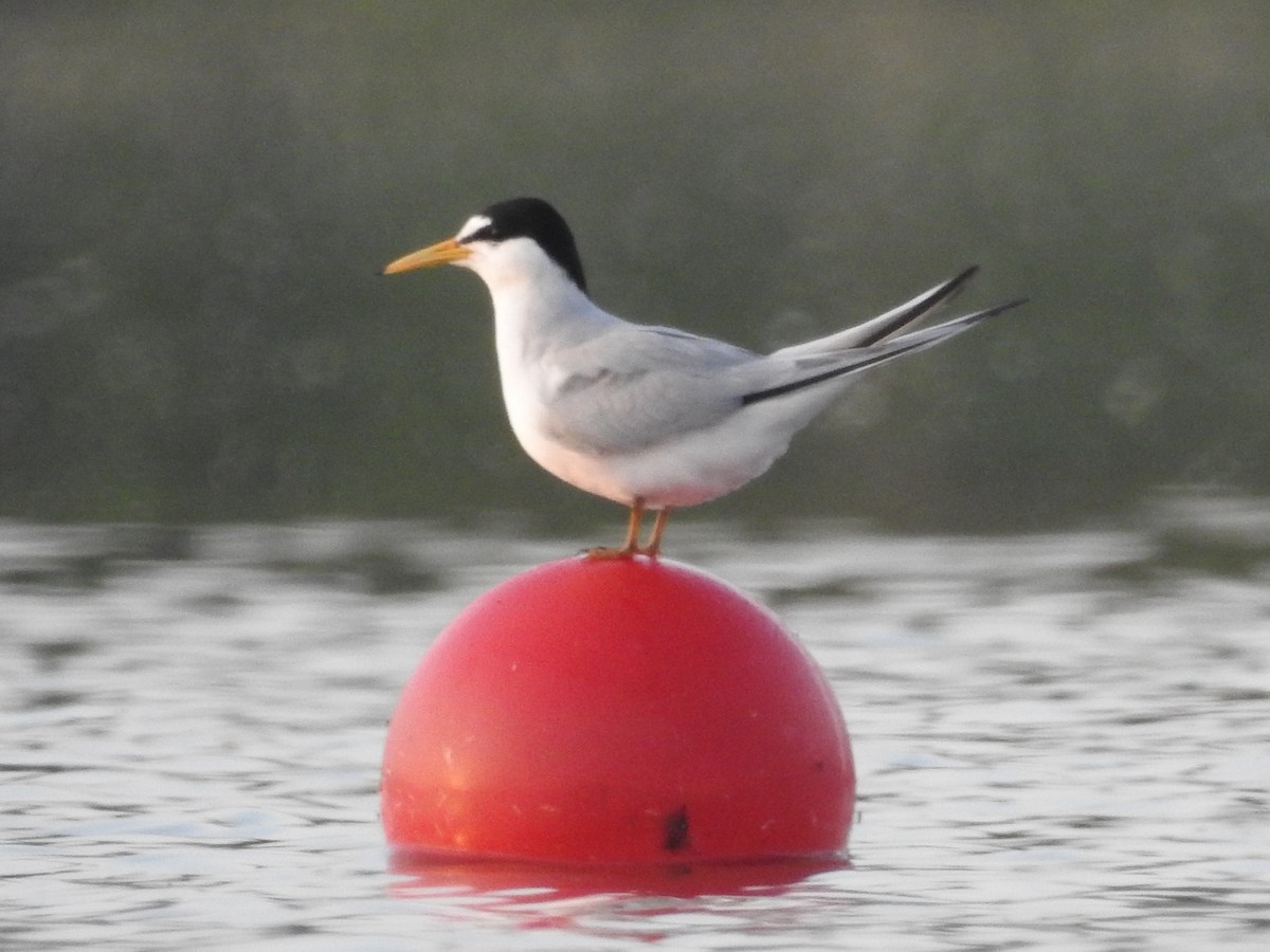 Least Tern - ML618022807