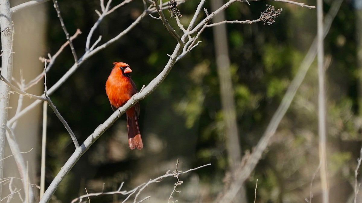 Northern Cardinal - ML618022814