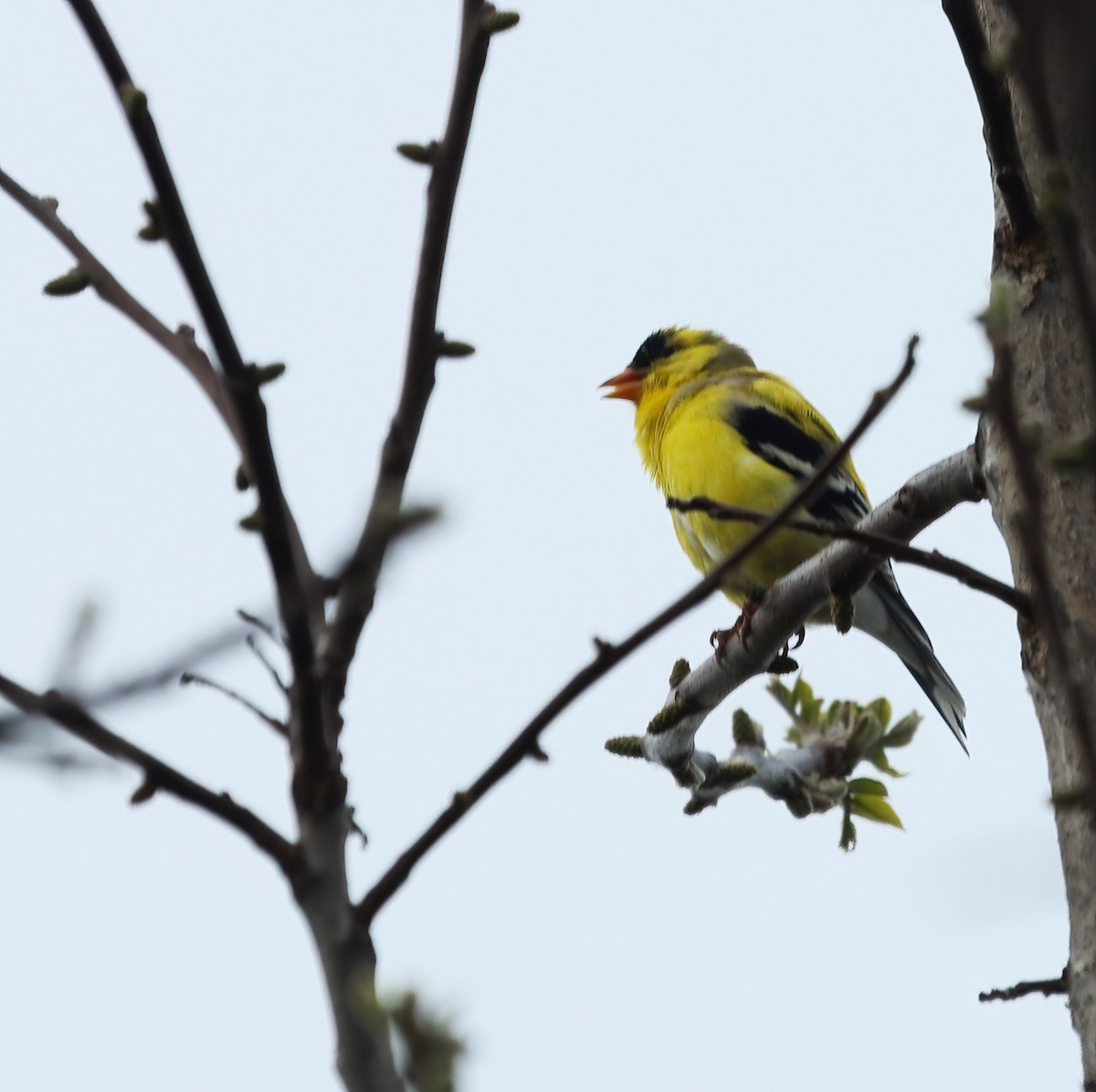 American Goldfinch - ML618022822