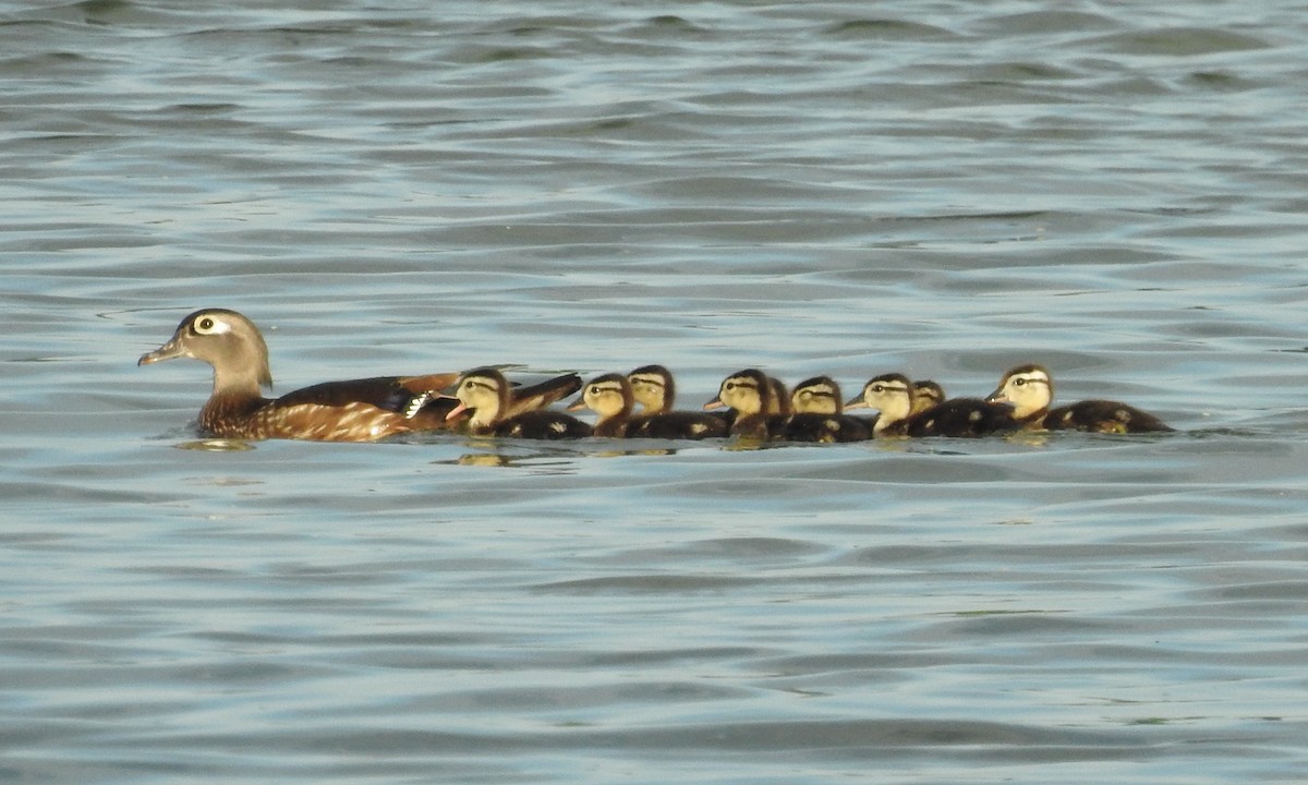 Wood Duck - ML618022824