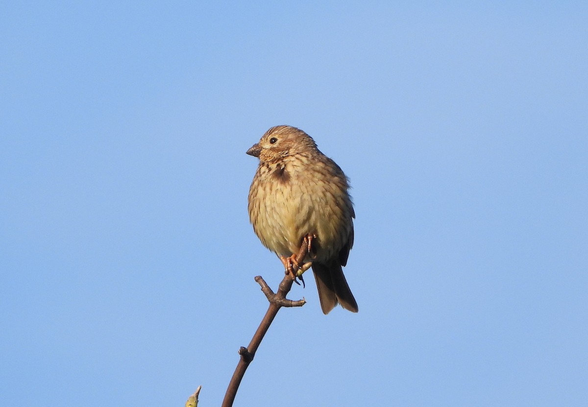 Corn Bunting - ML618022858