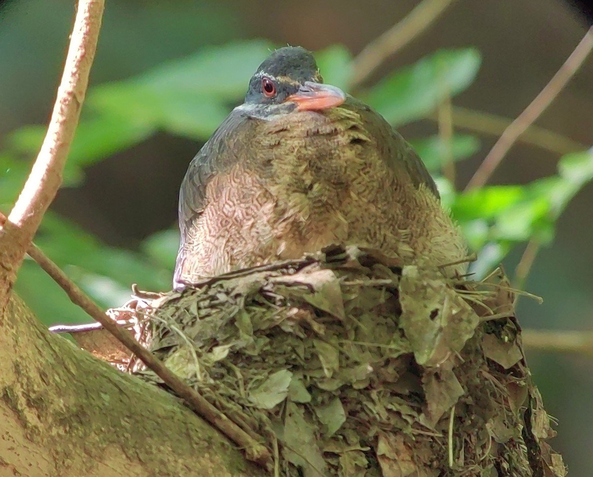 Sunbittern - ML618022879