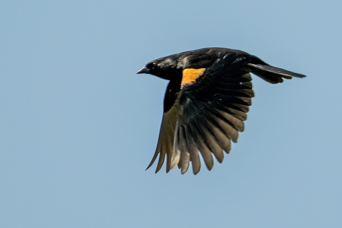 Tawny-shouldered Blackbird - James Hoagland