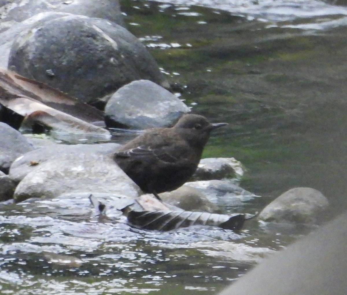 Brown Dipper - ML618022908