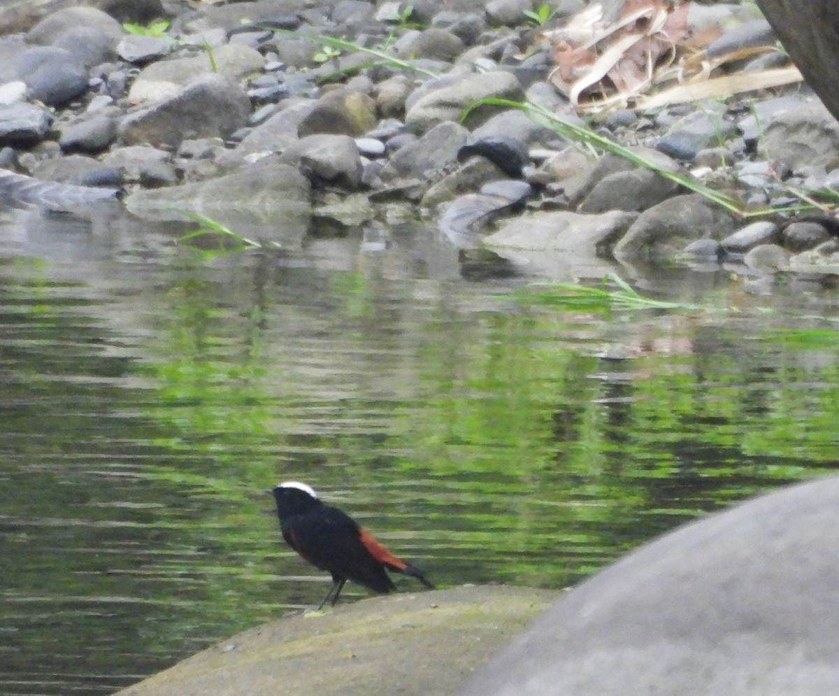 White-capped Redstart - ML618022955