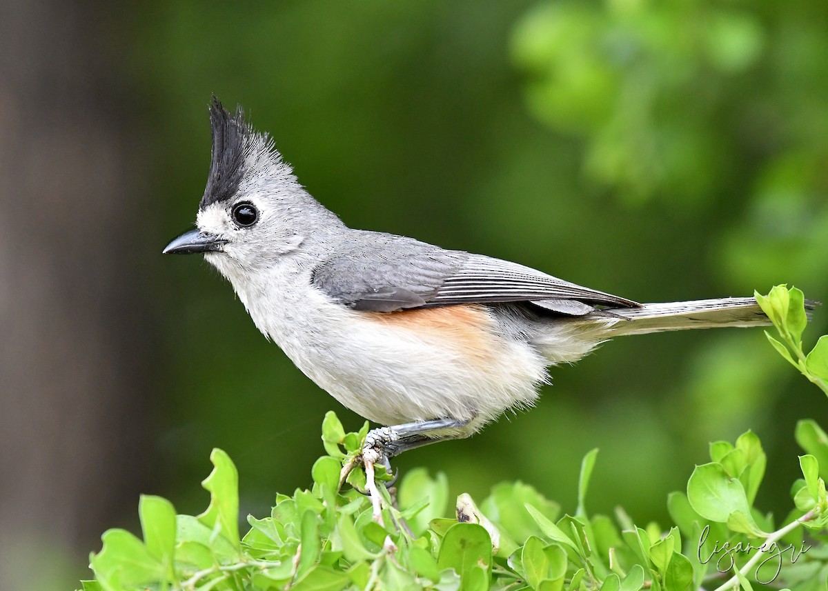Black-crested Titmouse - ML618022963
