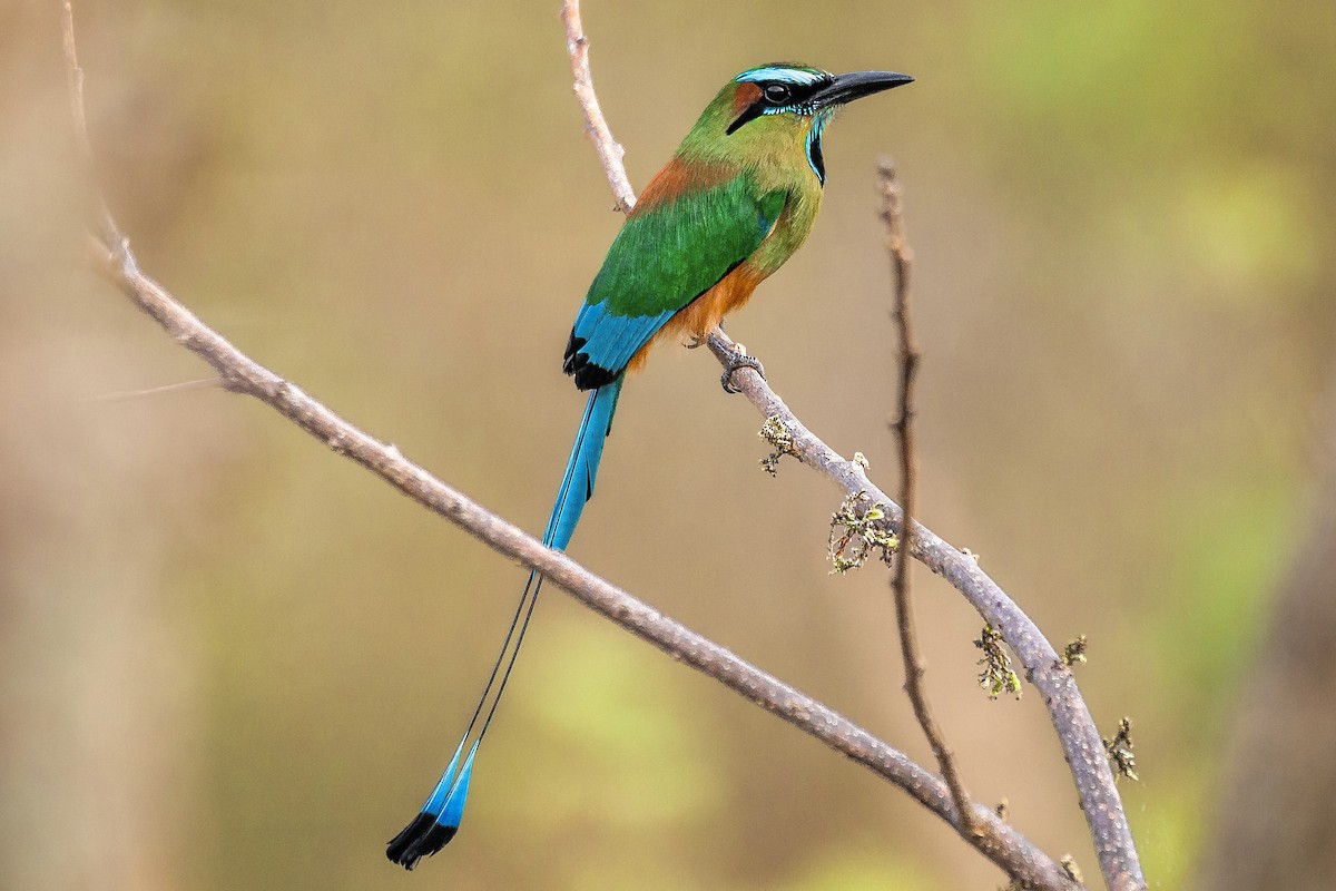 Turquoise-browed Motmot - ML618022995