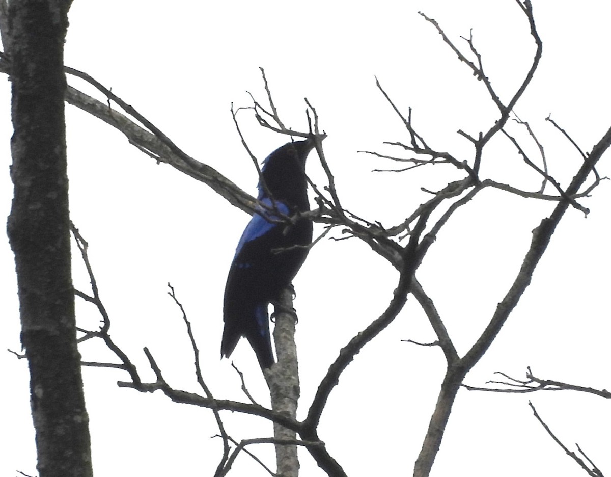 Asian Fairy-bluebird - ML618023006