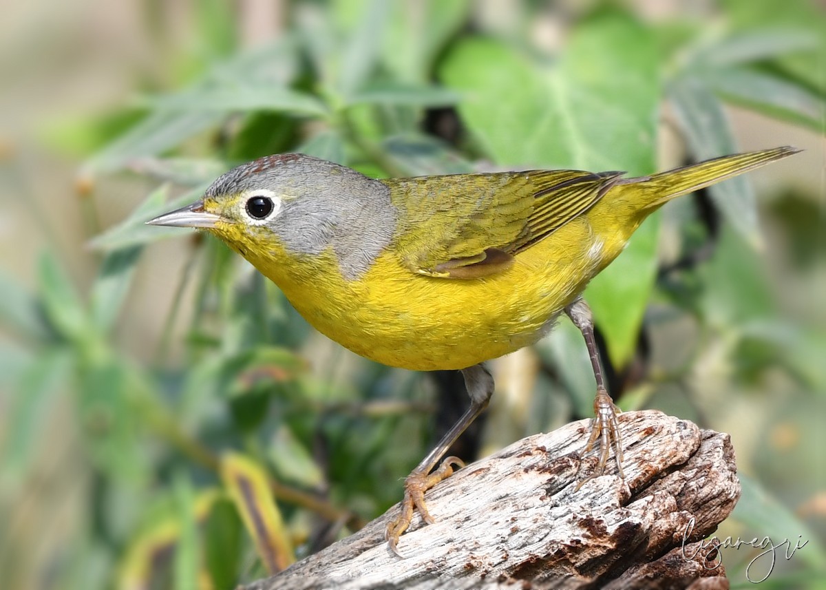 Nashville Warbler - ML618023015